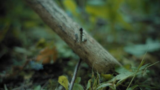a large caterpillar crawls along a wooden branch. close-up