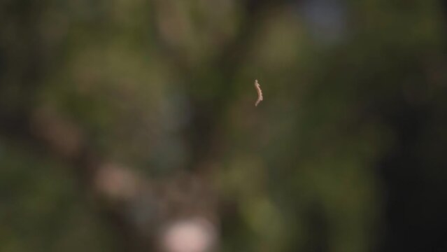 the caterpillar climbs up the tree by a thread. blurred background