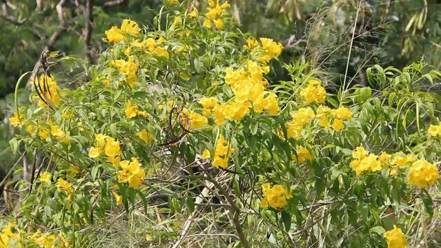 trumpetbush (Tecoma stans) blossom. The bush plant is an aggressive invasive alien species from the Americas (Neotropics). Ornamental shrub, wintertime. Thailand