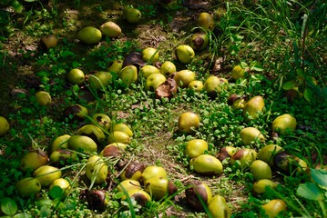 Photo of pears on the ground fall from tree. Some pears that fall from the tree  are rotten and some fall because they are ripe
