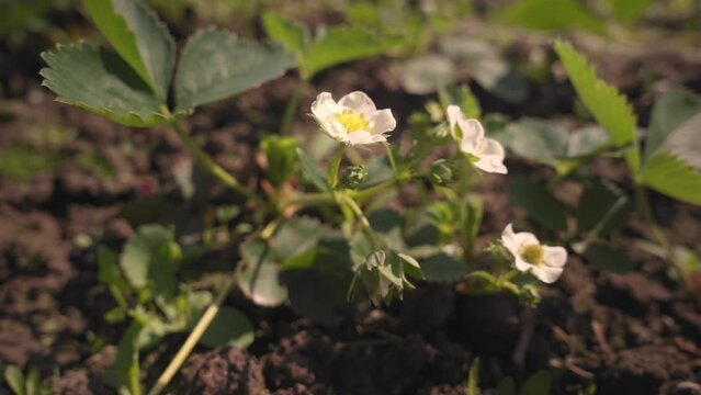 strawberry blossoms in the summer garden. white flowers