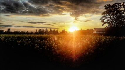 Colza and sunset