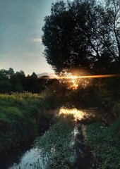 Tree, river and sunset

