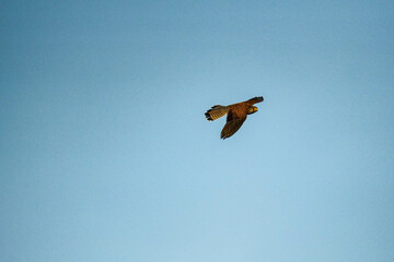 小型の猛禽類のハヤブサ