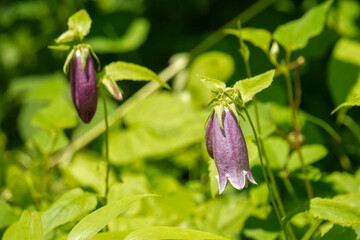 夏の森に咲くホタルブクロ