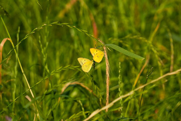 モンキチョウの乱舞