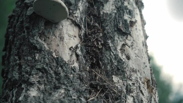 A nest of huge ants in an old tree. birch tree. insects. cinematic view