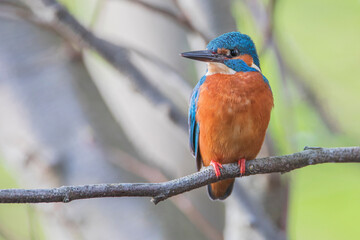 Male Common Kingfisher (Alcedo atthis) on branch, the Netherlands