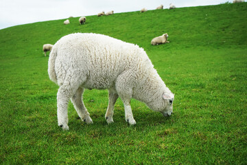 White sheep next to other sheep on a green meadow on a gloomy day