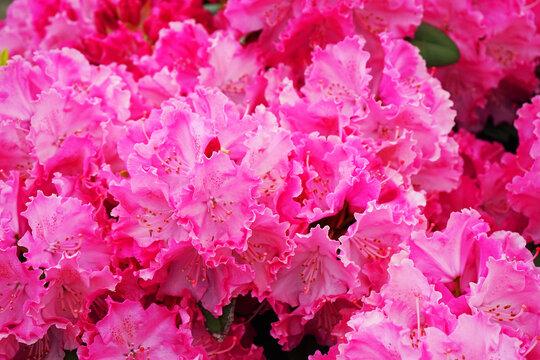 Small pink flowers close up