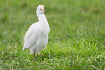 Cattle egret (Bubulcus ibis) foraging, the Netherlands