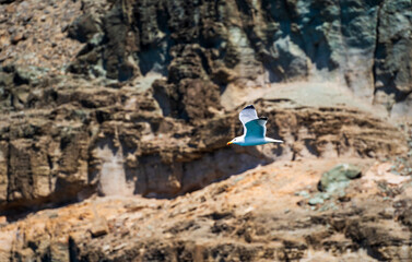 Sea gull is flying against caves formed in cliff in Puerto de morgan, Gran canaria, Spain