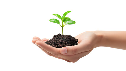 Hand holding plant and isolated transparent background.