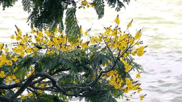 Probably yellow-flamboyant (Peltophorum pterocarpum) ornamental tree blooms over water. Sri lanka