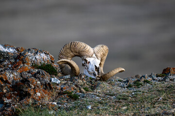 beautiful landscape with mountains, lakes and rivers in the Altai mountains on the Chuysky tract in May