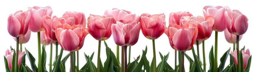 A vibrant row of pink tulips in full bloom, showcasing the beauty of spring and nature's colorful palette. Perfect for floral and botanical themes on isolated with transparent concept