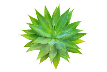 Agave cactus plant green tone color natural isolated white abstract pattern background - Agave attenuata, Fox Tail Agave Plant Isolated on White Background