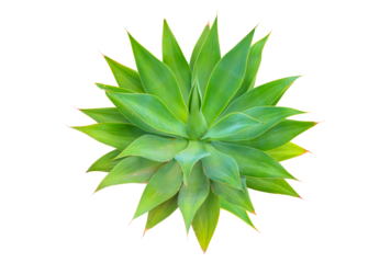 Agave cactus plant green tone color natural isolated white abstract pattern background - Agave attenuata, Fox Tail Agave Plant Isolated on White Background