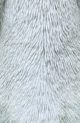 White Bear Statue Fur Detail in Amsterdam, Netherlands