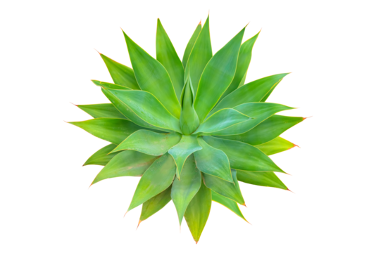 Agave cactus plant green tone color natural isolated white abstract pattern background - Agave attenuata, Fox Tail Agave Plant Isolated on White Background - Powered by Adobe