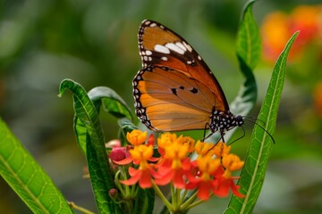 butterfly Danaus chrysippus on a flower in central Israel