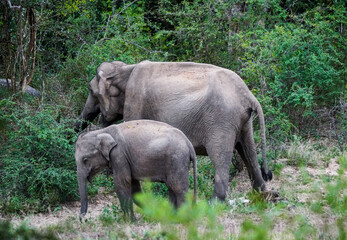 Fototapeta premium Sri Lankan Elephant