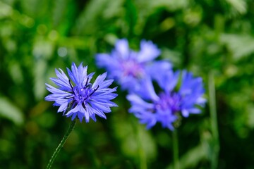 Obraz premium Close up of group of purple flowers of Centaurea cyanus, commonly known as cornflower or bachelor's button on green field. Ti is medicinal, ornamental and honey plant.