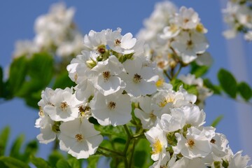 Close up of flowers of rose Sally Holmes on bush in garden