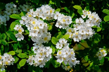 Close up of flowers of rose Sally Holmes on bush in garden