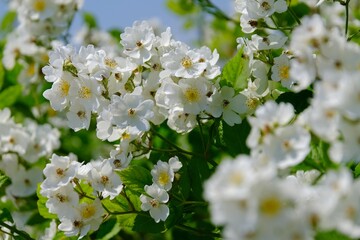 Close up of flowers of rose Sally Holmes on bush in garden