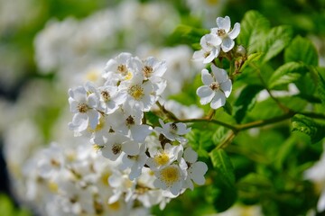 Close up of flowers of rose Sally Holmes on bush in garden
