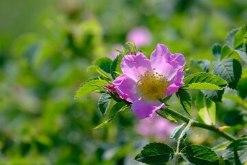 Fototapeta premium Close up of pink Rosa canina on green background of meadow