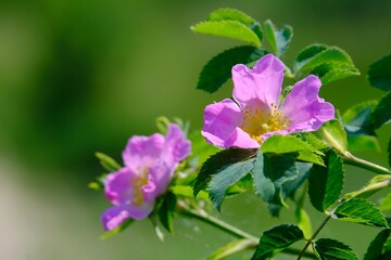 Close up of pink Rosa canina on green background of meadow