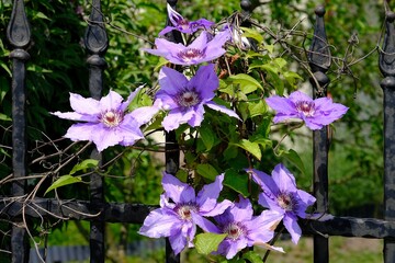 Two beautiful pink flowers of clematis by metal fence of garden