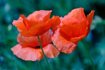 Beautiful poppis in intense red on a dark green background