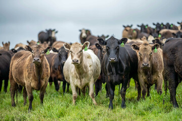 Grass Fed Cows in England's Picturesque Lush Green Fields Forever Flourish Under Sunshine in Beautiful Landscapes of Farming Excellence in america