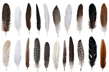 A collection of various bird feathers isolated on a white background, suitable for png, transparent designs