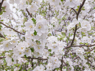 A tree with white flowers is in full bloom.