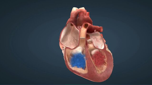 Functioning of heart valves