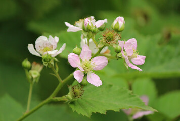 Blackberry plant bloomed in spring
