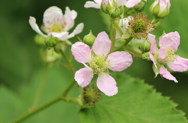 Blackberry plant bloomed in spring