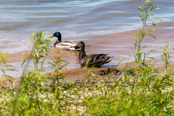 Mallard Ducks And Ducklings On The river Shoreline In Spring In Wisconsin
