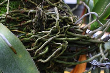 Orchid flower roots on a mango tree trunk