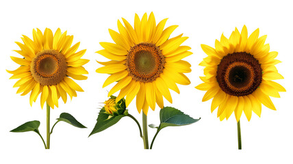 Transparent PNG image&nbsp;of sunflowers with green leaves and sturdy stems