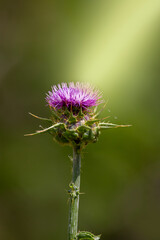 A milk thistle isolated on green nature background. Purple colours with green  and sunbeams. Silybum marianum.