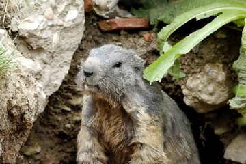 marmotte