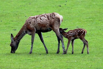 biche