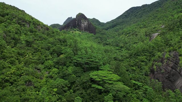 Drone Footage of Anse Major Trail in Seychelles with Lush Jungle, Tropics, and Palm Trees