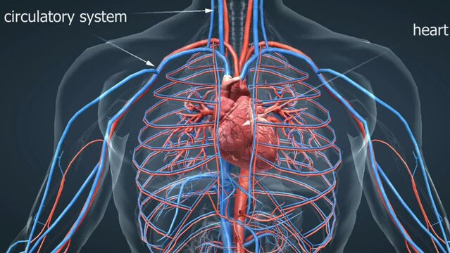 Human Circulatory system
