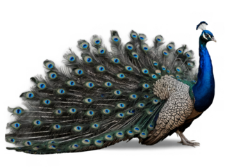 A vibrant peacock with full feathers on display, suitable for transparent, white background, png use in various designs